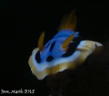   Unidentifed Flying Object OMD EM5 60mm macro subsee10 z240 snoot  